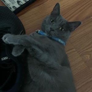 Meet your Posher, Steven